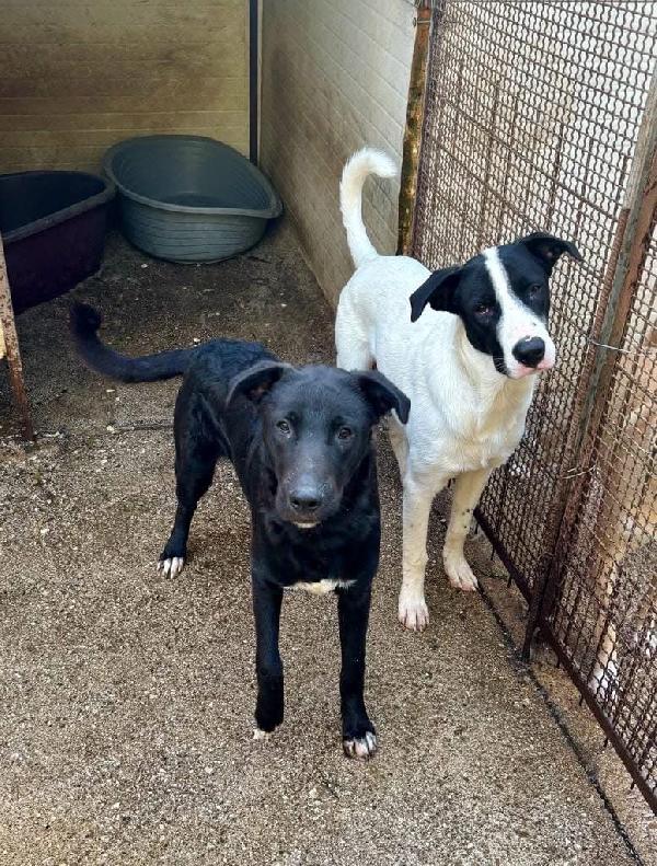 Natan splendido giovanotto cerca amorevole famiglia  Foto 7